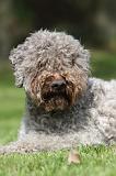 LAGOTTO 048